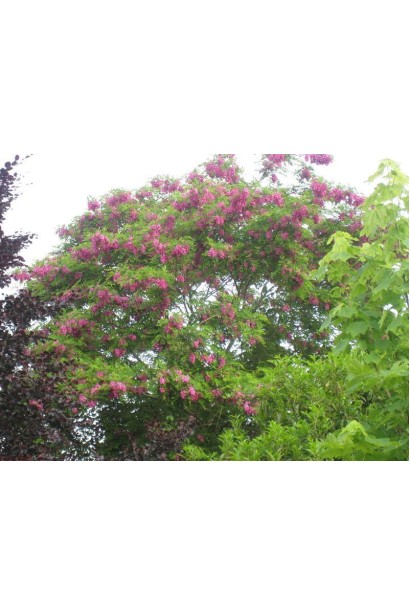 Акація рожева / Робінія клейка